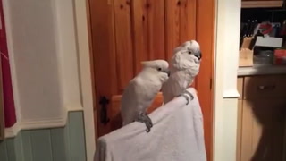 Cockatoo Loves Elvis