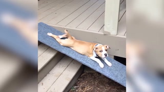 Laziest Pets Cute And Funny Animals Compilation Of 2017