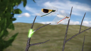 Resolving The Evolution Of Insects – 1Kite